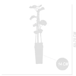 Bloomique - 2x vitis vinifera 'vroege van der laan' - plant de raisin - ⌀14 cm - hauteur 60-70cm