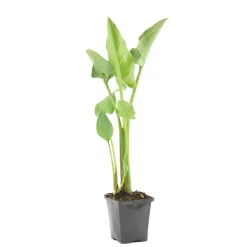 Bloomique Plantes De Bassin | - Zantedeschia aethiopica - arum blanc - plantes de bassin - 10-20 cm de haut - pot 9 cm