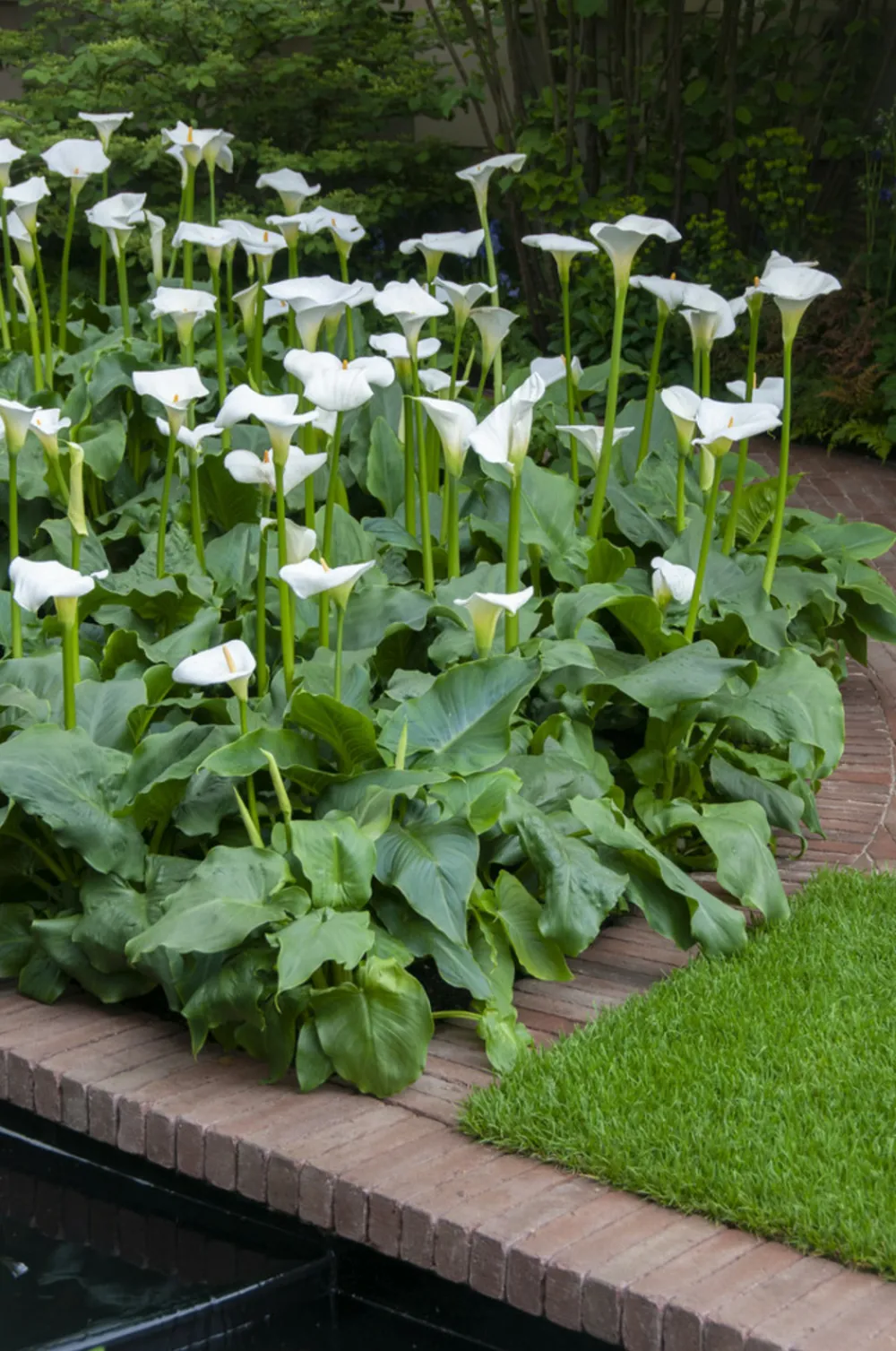 Bloomique Plantes De Bassin | - Zantedeschia aethiopica - arum blanc - plantes de bassin - 10-20 cm de haut - pot 9 cm