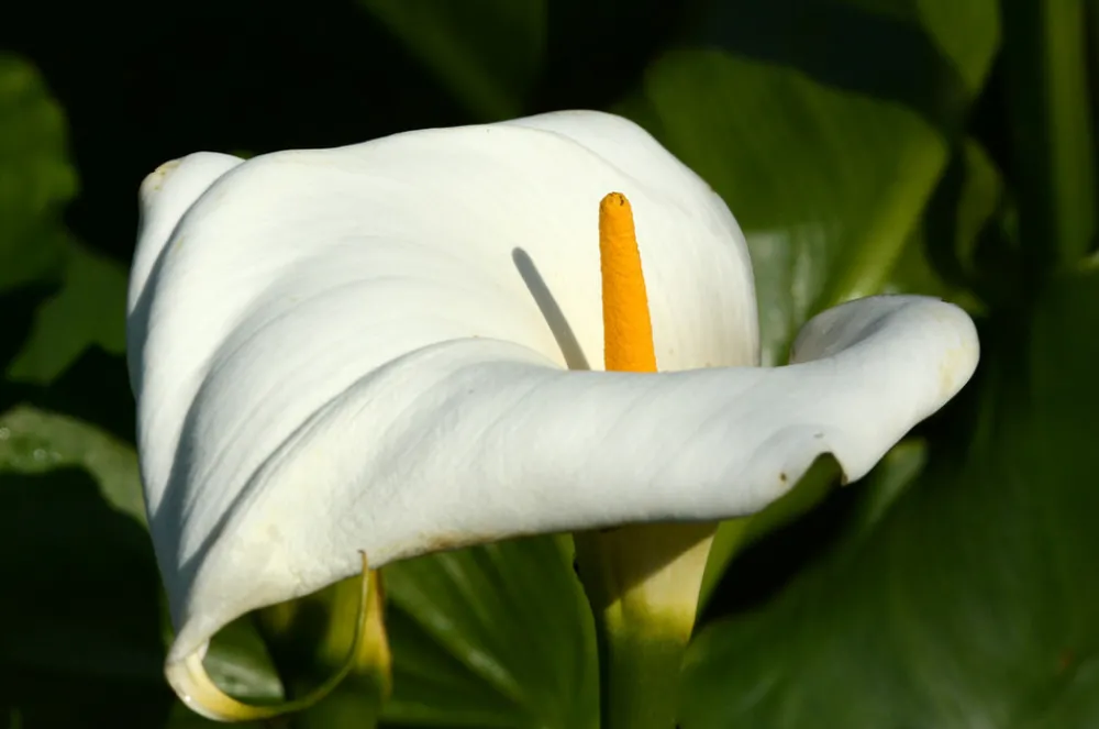 Bloomique Plantes De Bassin | - Zantedeschia aethiopica - arum blanc - plantes de bassin - 10-20 cm de haut - pot 9 cm
