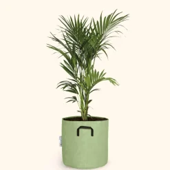Bourgeon - Palmier kentia - howea forsteriana 170cm + pot respirant vert ø30cm Discount