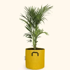 Bourgeon - Palmier kentia - howea forsteriana 170cm + pot respirant jaune ø30cm Best