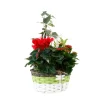 NA Composition Panier Fleuri : 5 plantes- Coloris variables (N3). Clearance