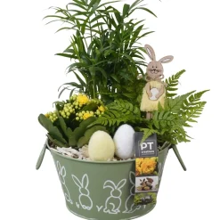 NA Composition plantes vertes fleuries, déco Pâques : pot D.18cm New