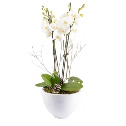 Creation Truffaut Orchidées | - Composition cérémonie avec Phalaenopsis 4 tiges - Pot D 27cm - H 70cm