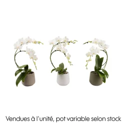 Creation Truffaut Orchidées | - Orchidée, Phalaenopsis : pot 'floris' D.14cm