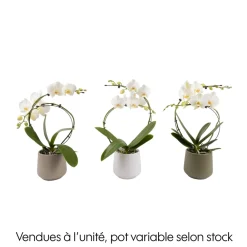 Creation Truffaut Orchidées | - Orchidée, Phalaenopsis : pot 'floris' D.14cm