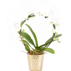 Creation Truffaut - Phalaenopsis Arceau - 2 tiges - Pot D13cm - H55 cm Online