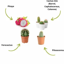 Cultivea - Kit Prêt à Pousser Cactus - Pitaya “Fruit du Dragon “, Ferocactus, Pilosocereus et Cactus mix - Idée Cadeau Hot