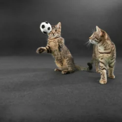 Décoweb Coussins Extérieurs Et Accessoires | DÉCOWEB - Moquette d'extérieur sur plots - terrasse et balcon - beige sable - rouleau de 1.33m x 18m