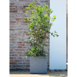 Deroma - Bac cubo Millennium, à réserve d'eau, coloris ashgrey - L.39cm New
