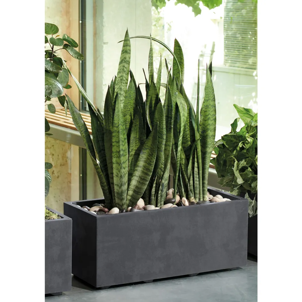 Deroma Pots Et Jardinières | - Bac muret Millennium, à réserve d'eau, coloris anthracite - L.59cm