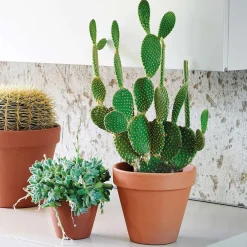 Deroma Cache-Pots Et Bacs D'Intérieur|Pots Et Jardinières | - Pot Horticole en terre cuite Ø 25,1 x H. 21,7cm