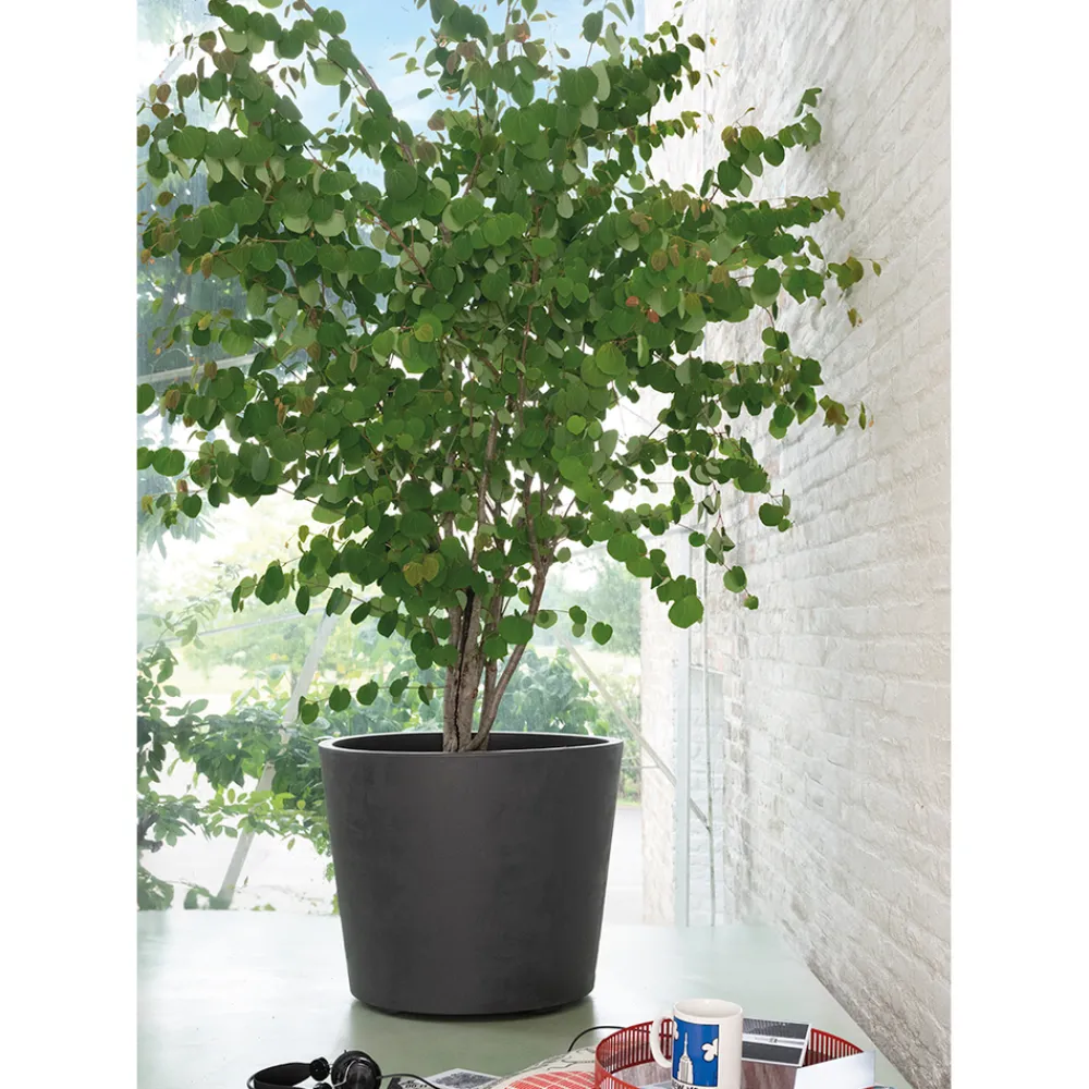 Deroma Pots Et Jardinières | - Pot Vaso Millennium, à réserve d'eau, coloris anthracite - D.59cm