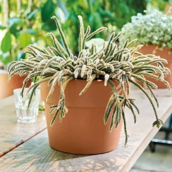 Deroma Cache-Pots Et Bacs D'Intérieur|Pots Et Jardinières | - Pot Vaso Perfetto Cotto en terre cuite D.29 x H.23,6cm