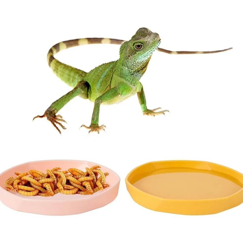 Downypaws Terrariums, Vivariums Et Accessoires | - Gamelles à eau - lot de 4, motif dragon barbu, peu profond et plat, plastique