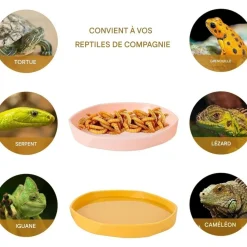 Downypaws Terrariums, Vivariums Et Accessoires | - Gamelles à eau - lot de 4, motif dragon barbu, peu profond et plat, plastique