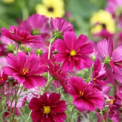 Downypaws - Graines de fleurs cosmos bipinnatus 100 grains * 5 sachets Online
