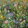 Downypaws Graines De Fleurs | - Graines de fleurs, combinaison de graines d'herbes fleuries, environ 1000 graines par paquet, 5 paquets