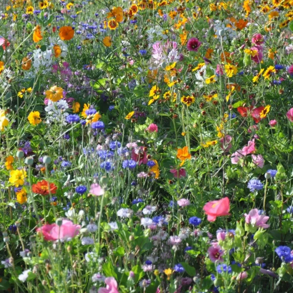 Downypaws Graines De Fleurs | - Graines de fleurs, combinaison de graines d'herbes fleuries, environ 1000 graines par paquet, 5 paquets