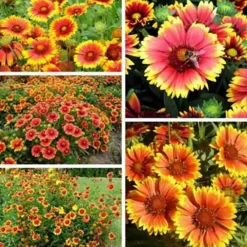 Downypaws Graines De Fleurs | - Graines de fleurs, graines d'gaillardia aristata à deux couleurs environ 220 graines par paquet, 5 paquets