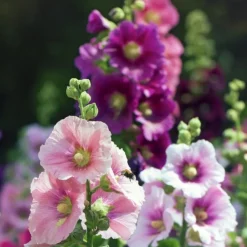 Downypaws - Graines de fleurs, graines de guimauve multicolores, environ 90 graines par paquet, 5 paquets Discount