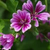 Downypaws Graines De Fleurs | - Graines de fleurs, graines de silène armeria violettes, environ 2000 graines par paquet, 5 paquets