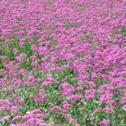 Downypaws Graines De Fleurs | - Graines de fleurs, graines de silène armeria violettes, environ 2000 graines par paquet, 5 paquets