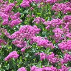 Downypaws Graines De Fleurs | - Graines de fleurs, graines de silène armeria violettes, environ 2000 graines par paquet, 5 paquets