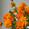 Downypaws Graines De Fleurs | - Graines de fleurs, graines de cosmos sulphureus mélangées de couleurs, environ 110 graines par paquet, 5 paquets