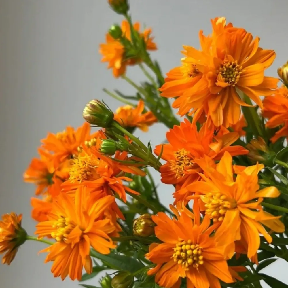 Downypaws Graines De Fleurs | - Graines de fleurs, graines de cosmos sulphureus mélangées de couleurs, environ 110 graines par paquet, 5 paquets