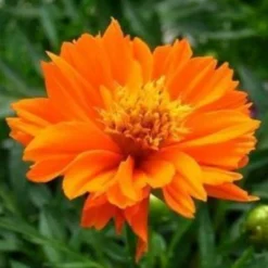 Downypaws Graines De Fleurs | - Graines de fleurs, graines de cosmos sulphureus mélangées de couleurs, environ 110 graines par paquet, 5 paquets