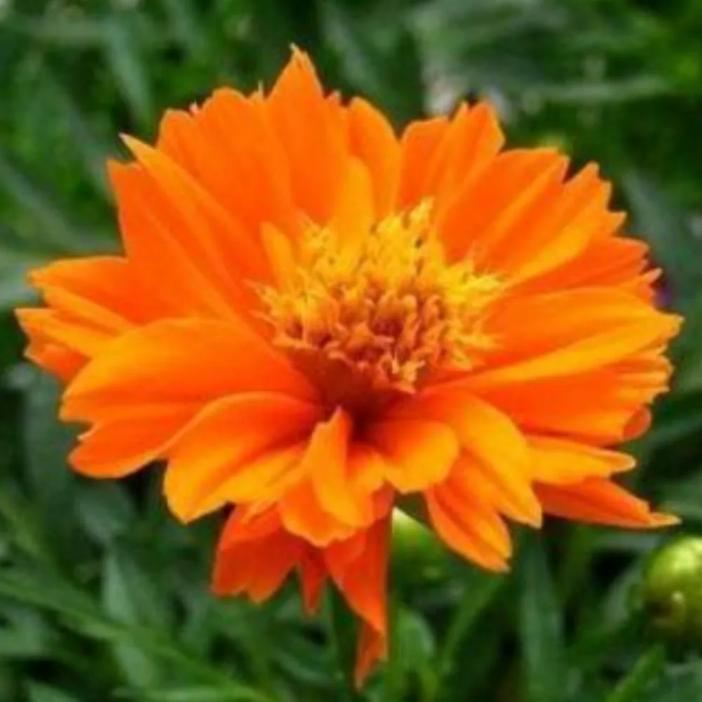 Downypaws Graines De Fleurs | - Graines de fleurs, graines de cosmos sulphureus mélangées de couleurs, environ 110 graines par paquet, 5 paquets