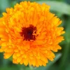 Downypaws Graines De Fleurs | - Graines de fleurs, graines de pot marigold en couleurs mélangées, environ 110 graines par paquet, 5 paquets