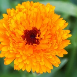 Downypaws Graines De Fleurs | - Graines de fleurs, graines de pot marigold en couleurs mélangées, environ 110 graines par paquet, 5 paquets