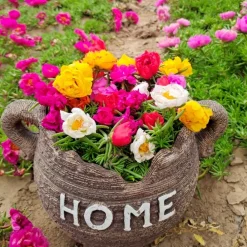 Downypaws Graines De Fleurs | - Graines de fleurs, graines de tournesol multicolores, environ 10 000 grains par paquet, 5 paquets
