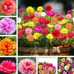 Downypaws Graines De Fleurs | - Graines de fleurs, graines de tournesol multicolores, environ 10 000 grains par paquet, 5 paquets