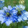 Downypaws Graines De Fleurs | - Graines de fleurs, graines de nigelle, environ 400 graines par paquet, 5 paquets