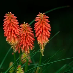 Downypaws Graines De Fleurs | - Graines de fleurs, graines de tritome à fleurs rouge et jaune, environ 320 graines par paquet, 5 paquets
