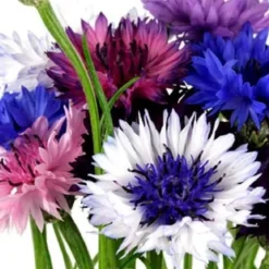Downypaws Graines De Fleurs | - Graines de fleurs, graines de centaurea cyanus mélangées, environ 180 graines par paquet, 5 paquets