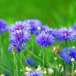 Downypaws Graines De Fleurs | - Graines de fleurs, graines de centaurea cyanus mélangées, environ 180 graines par paquet, 5 paquets