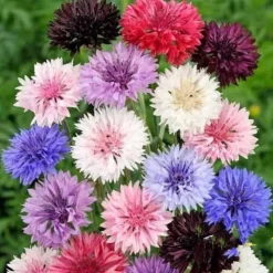 Downypaws Graines De Fleurs | - Graines de fleurs, graines de centaurea cyanus mélangées, environ 180 graines par paquet, 5 paquets