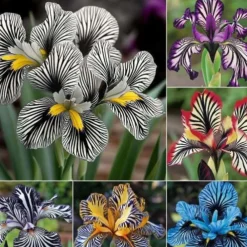 Downypaws - Graines de fleurs orchidée à rayures couleurs mélangées pour potager Online