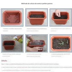 Downypaws - Graines de fleurs orchidée à rayures couleurs mélangées pour potager Online