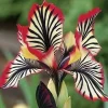 Downypaws Graines De Fleurs | - Graines de fleurs orchidée à rayures rouge 100 grains * 5 sachets