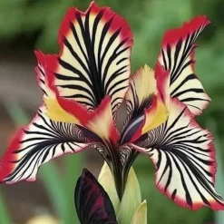Downypaws Graines De Fleurs | - Graines de fleurs orchidée à rayures rouge 100 grains * 5 sachets