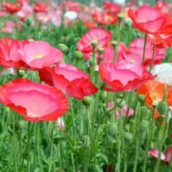 Downypaws - Graines de fleurs papaver rhoeas couleurs mélangées environ 5000 grains * 5 sachets Clearance