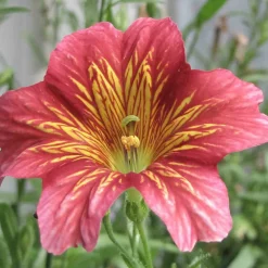 Downypaws - Graines de fleurs salpiglossis sinuata couleurs mélangées environ 4500 grains * 5 sachets Clearance