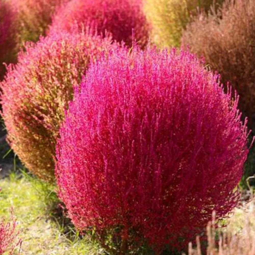 Downypaws Graines De Fleurs | - Graines de kochia scoparia trichophylla à deux couleurs environ 1000 graines par paquet, 5 paquets