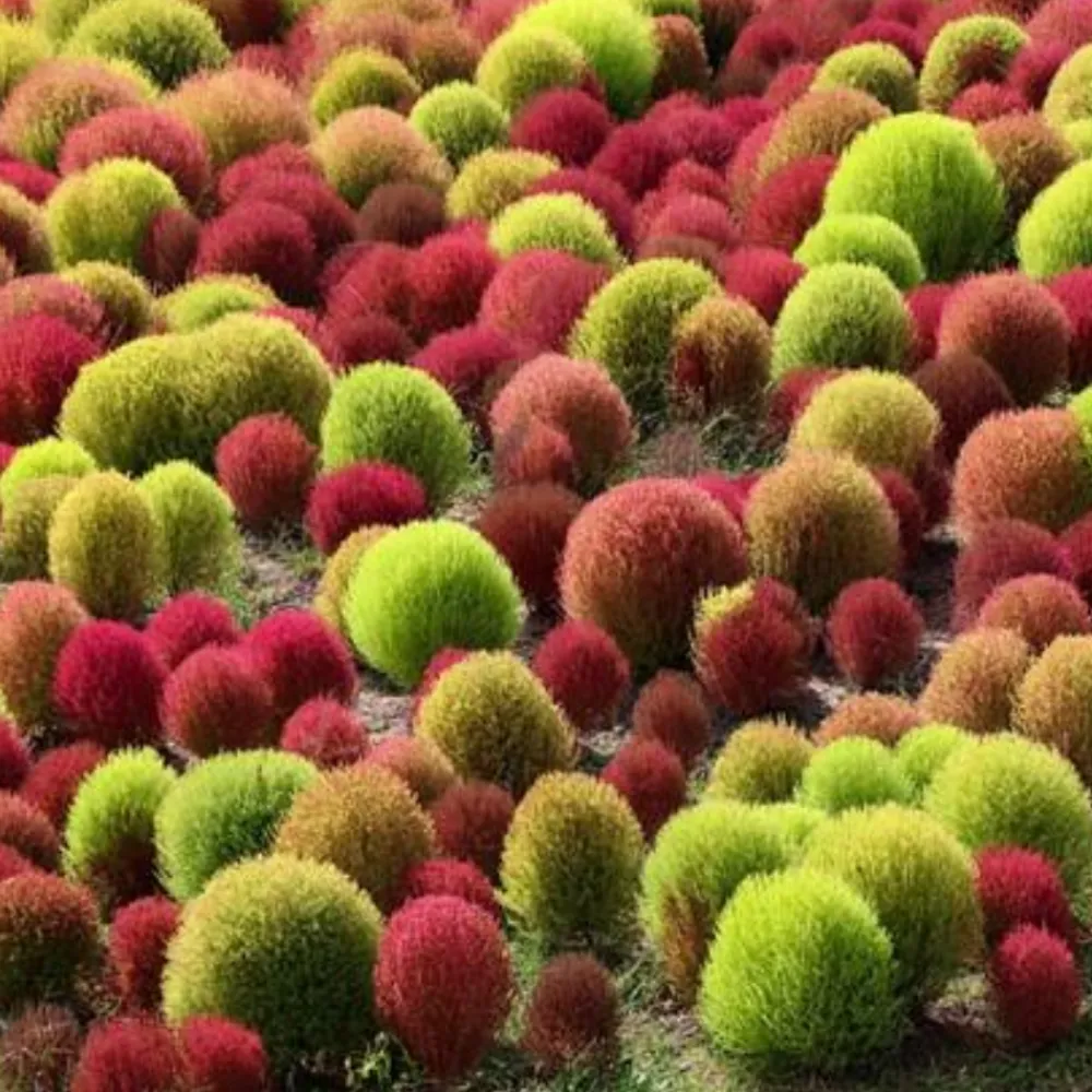 Downypaws Graines De Fleurs | - Graines de kochia scoparia trichophylla à deux couleurs environ 1000 graines par paquet, 5 paquets